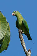 Blue-headed Racket-tail