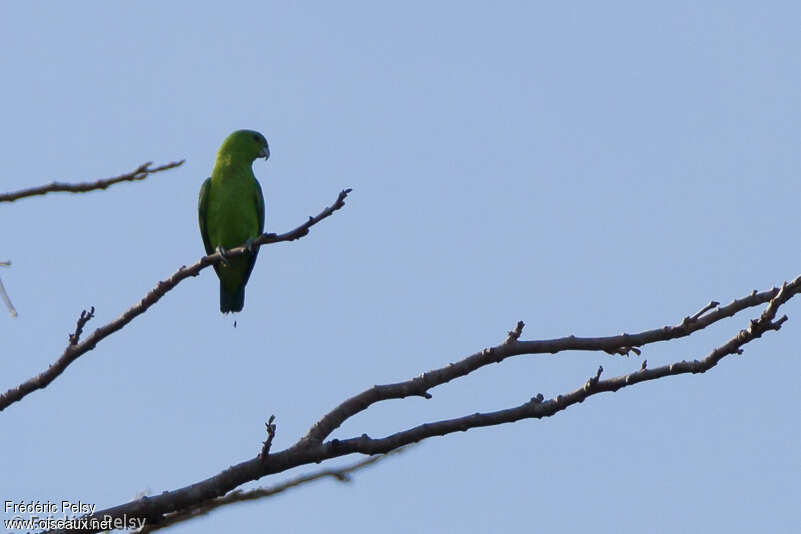 Green Racket-tailadult