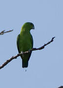 Green Racket-tail