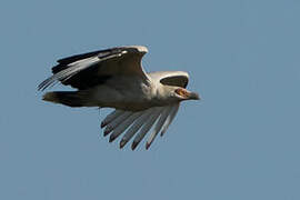 Palm-nut Vulture