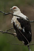 Palm-nut Vulture