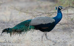 Indian Peafowl