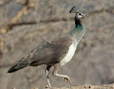 Indian Peafowl