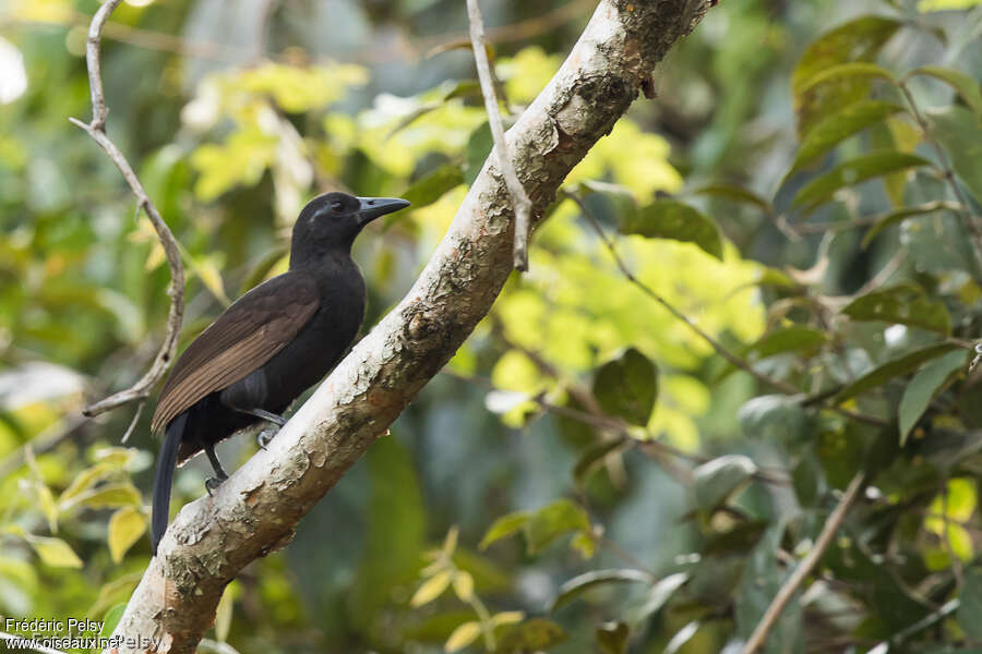 Halmahera Paradise-crowadult, identification