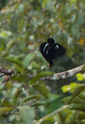 Queen Carola's Parotia