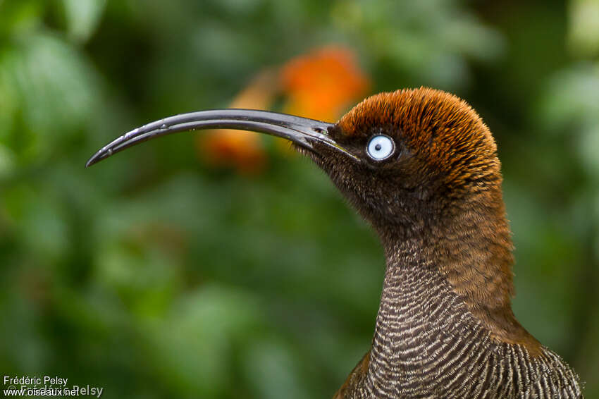 Brown Sicklebill female adult, close-up portrait