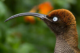 Brown Sicklebill