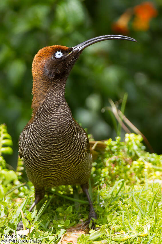 Brown Sicklebill female adult