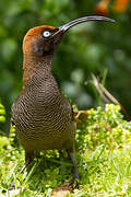 Brown Sicklebill