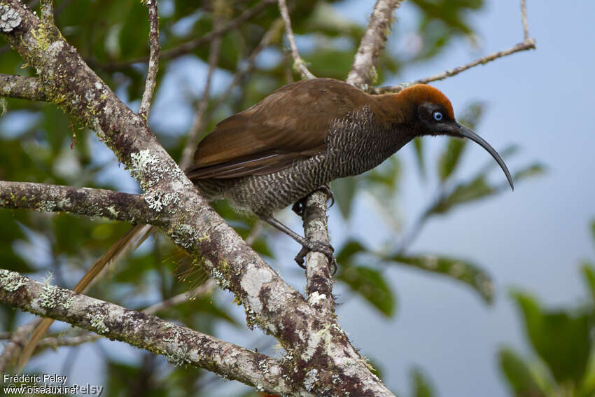 Brown Sicklebill female adult, identification