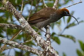 Brown Sicklebill