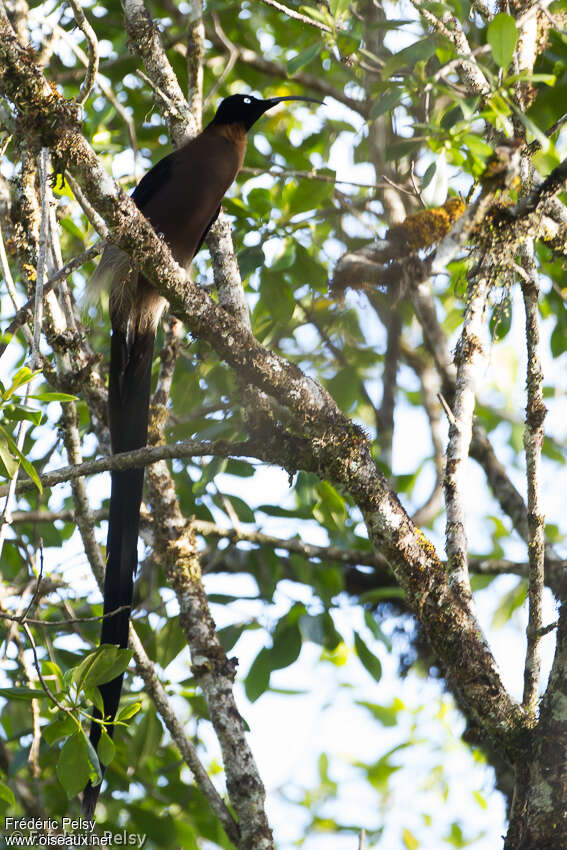 Brown Sicklebill male adult