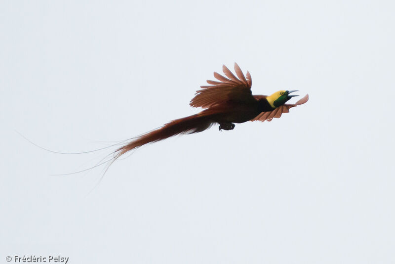 Raggiana Bird-of-paradise male adult
