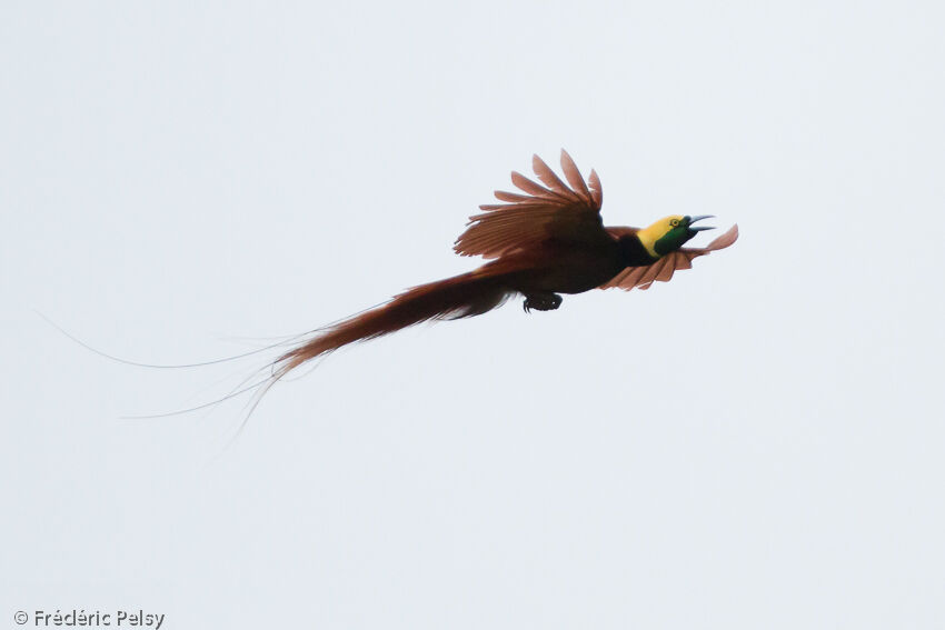 Raggiana Bird-of-paradise male adult