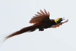 Raggiana Bird-of-paradise