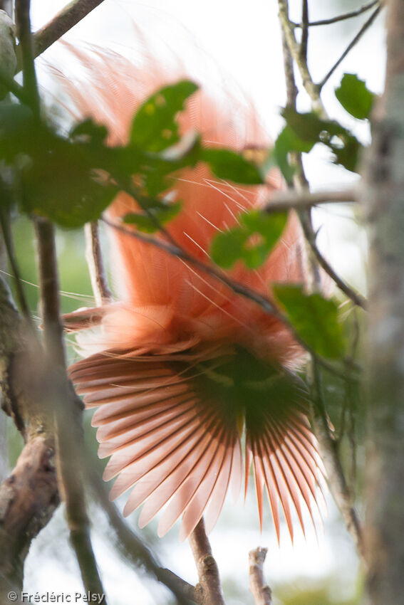 Raggiana Bird-of-paradise male adult