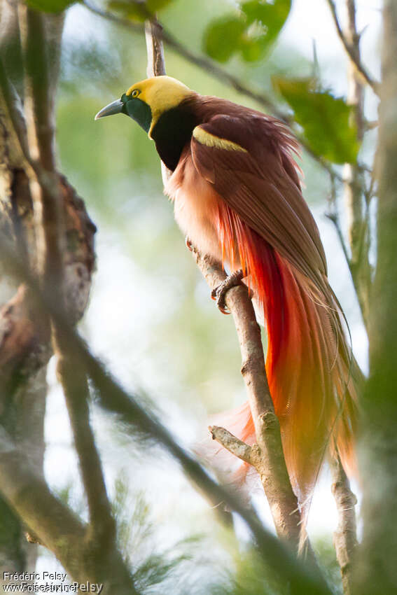 Paradisier de Raggi mâle adulte, identification