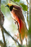 Raggiana Bird-of-paradise