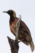 Raggiana Bird-of-paradise