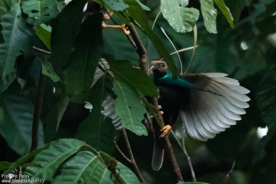 Standardwing male adult, courting display