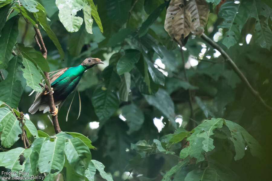 Standardwing male adult, identification, courting display