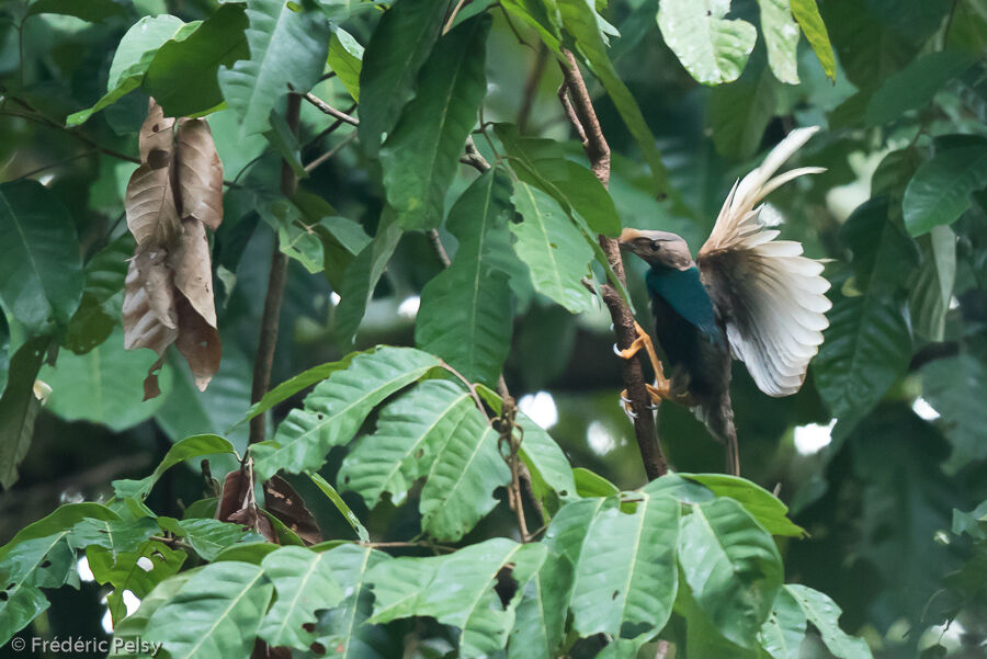 Standardwing male adult, courting display