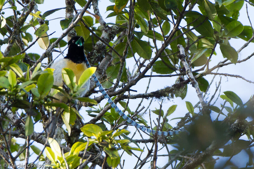 King of Saxony Bird-of-paradise male adult