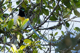 King of Saxony Bird-of-paradise