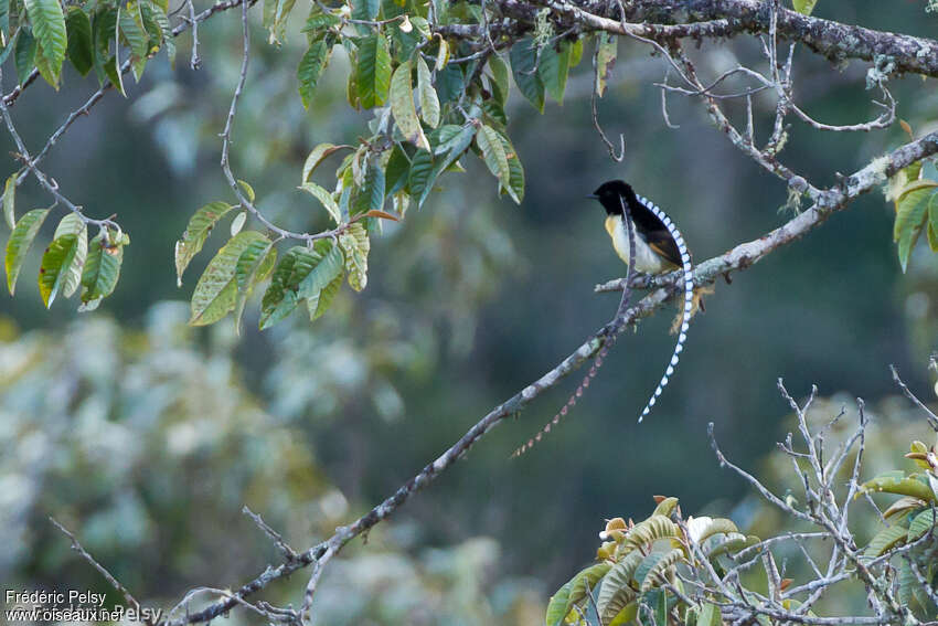 King of Saxony Bird-of-paradise male adult, identification