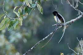 King of Saxony Bird-of-paradise