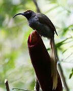 Black Sicklebill