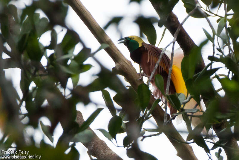 Greater Bird-of-paradise male adult