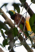 Greater Bird-of-paradise