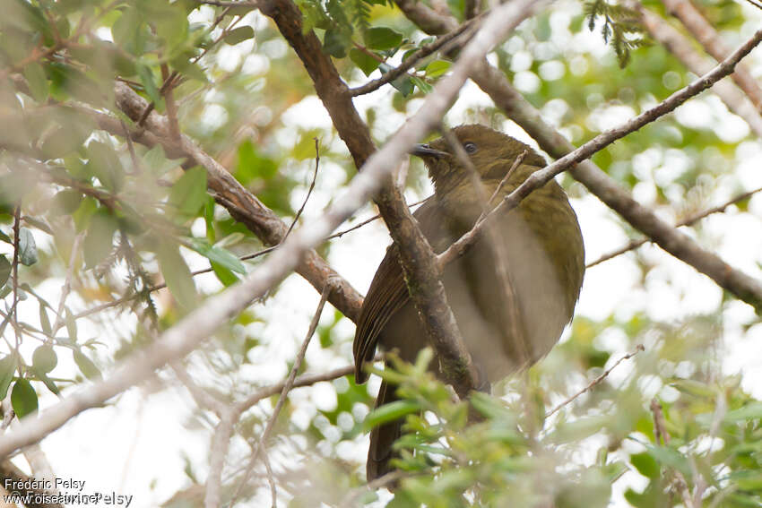 Crested Satinbird female adult