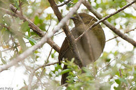 Crested Satinbird