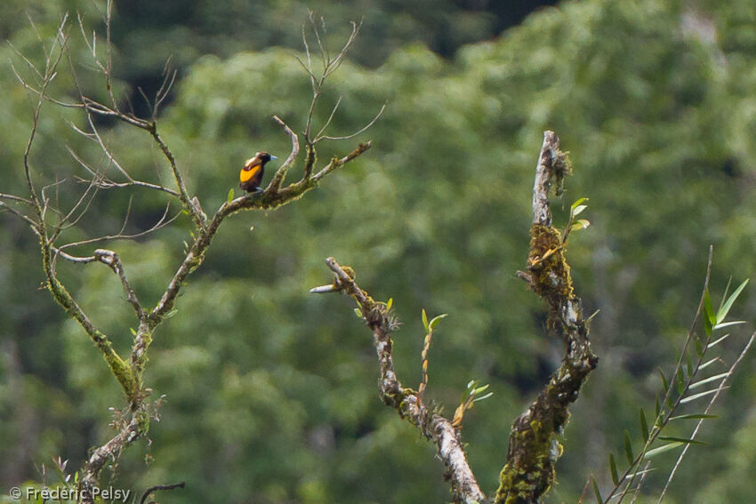 Magnificent Bird-of-paradise male adult