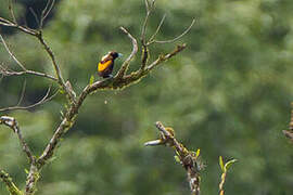 Magnificent Bird-of-paradise