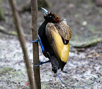 Magnificent Bird-of-paradise