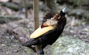 Magnificent Bird-of-paradise