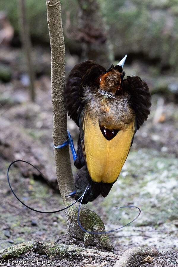 Magnificent Bird-of-paradise male