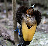 Magnificent Bird-of-paradise