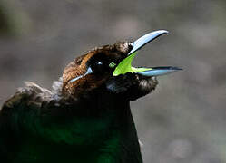 Magnificent Bird-of-paradise