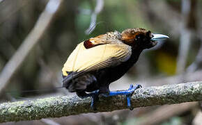 Magnificent Bird-of-paradise