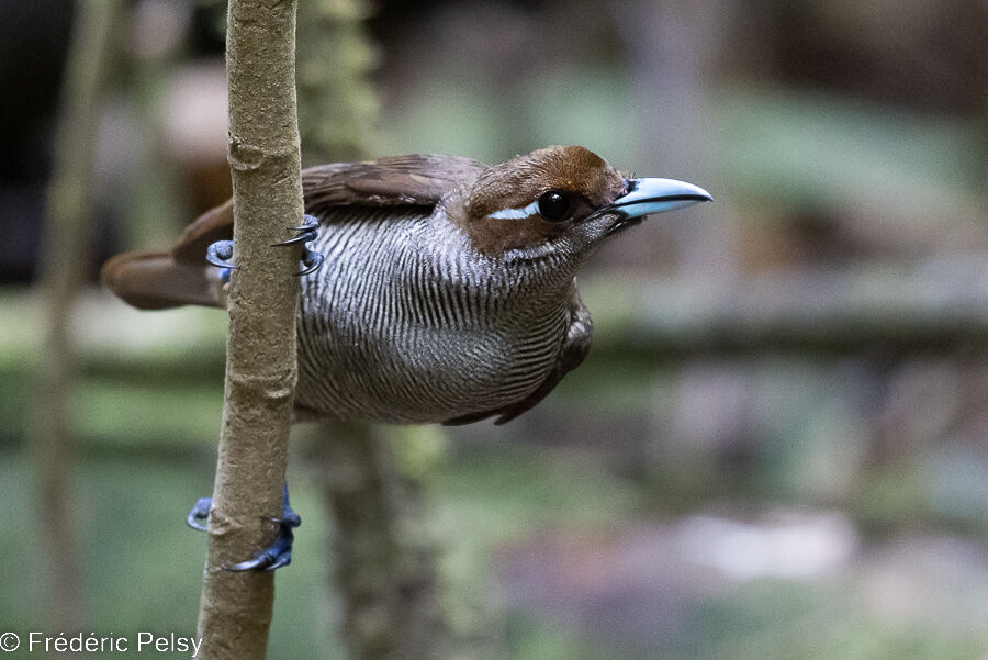 Magnificent Bird-of-paradise female