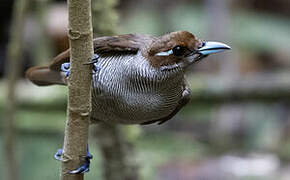 Magnificent Bird-of-paradise