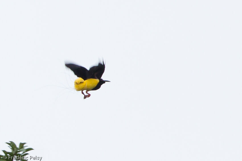 Twelve-wired Bird-of-paradise male adult