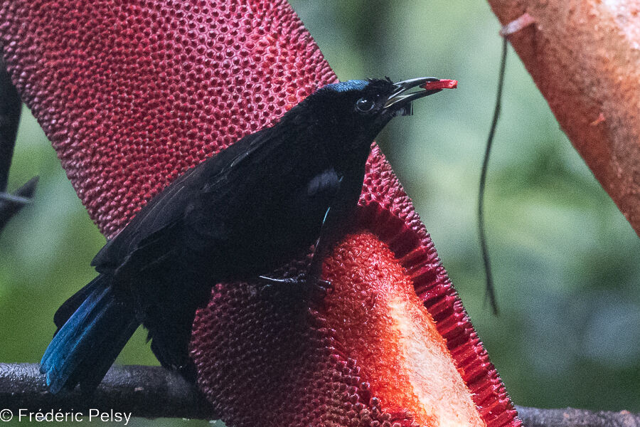 Crescent-caped Lophorina male