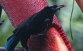 Crescent-caped Lophorina