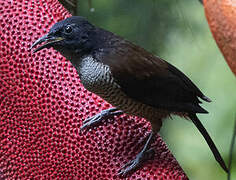 Crescent-caped Lophorina