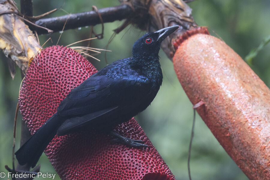 Glossy-mantled Manucode